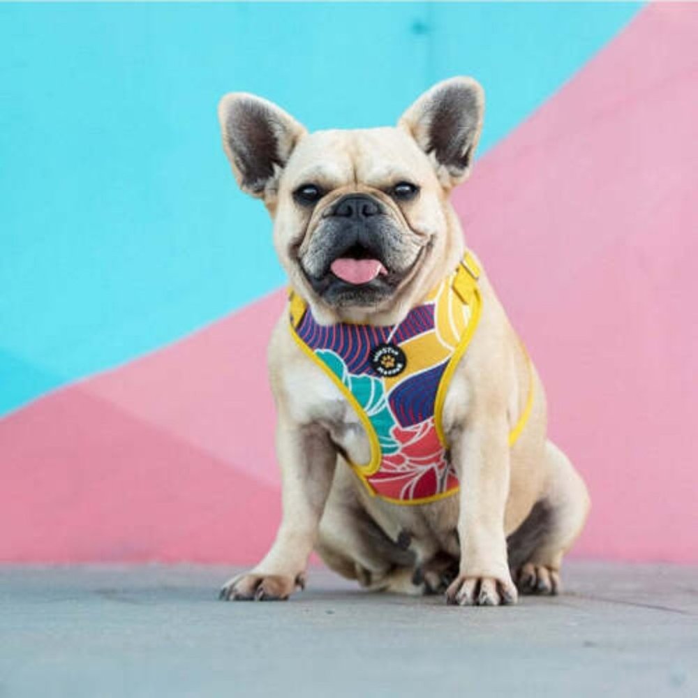 Winston Manner Designer Dog Harness in Go Troppo